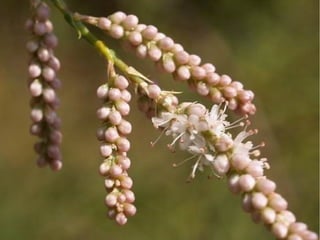 Plantes jose i paula a.