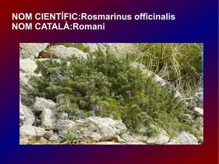 NOM CIENTÍFIC:Rosmarinus officinalis
NOM CATALÀ:Romani
g
 