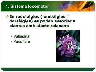1. Sistema locomotor En raquiàlgies (lumbàlgies i dorsàlgies) es poden associar a plantes amb efecte relaxant: Valeriana Passiflora 