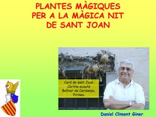 PLANTES MÀGIQUES
PER A LA MÀGICA NIT
DE SANT JOAN
Daniel Climent Giner
Card de sant Joan
Carlina acaulis
Bellver de Cerdanya,
Pirineu
 