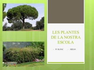 LES PLANTES
DE LA NOSTRA
ESCOLA
- PI BLANC - ABELIA
 