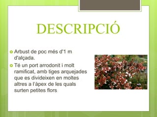 DESCRIPCIÓ
 Arbust de poc més d'1 m
d'alçada.
 Té un port arrodonit i molt
ramificat, amb tiges arquejades
que es divideixen en moltes
altres a l’àpex de les quals
surten petites flors
 