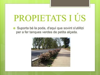 PROPIETATS I ÚS
 Suporta bé la poda, d'aquí que sovint s'utilitzi
per a fer tanques verdes de petita alçada.
 