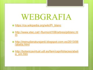WEBGRAFIA
 https://ca.wikipedia.org/wiki/Pi_blanc
 http://www.xtec.cat/~fturmo/d108/arbres/piblanc.ht
m
 http://menudanaturajardi.blogspot.com.es/2013/06
/abelia.html
 http://botanicavirtual.udl.es/fam/caprifoliacies/abeli
a_orn.htm
 