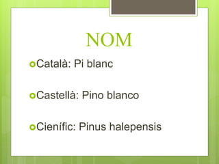 NOM
Català: Pi blanc
Castellà: Pino blanco
Cienífic: Pinus halepensis
 