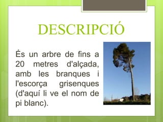 DESCRIPCIÓ
És un arbre de fins a
20 metres d'alçada,
amb les branques i
l'escorça grisenques
(d'aquí li ve el nom de
pi blanc).
 