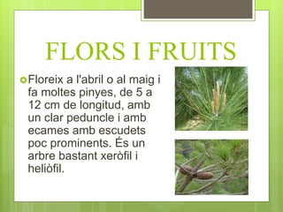 FLORS I FRUITS
Floreix a l'abril o al maig i
fa moltes pinyes, de 5 a
12 cm de longitud, amb
un clar peduncle i amb
ecames amb escudets
poc prominents. És un
arbre bastant xeròfil i
heliòfil.
 