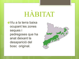 HÀBITAT
Viu a la terra baixa
ocupant les zones
seques i
pedregoses que ha
anat deixant la
desaparició del
bosc original.
 
