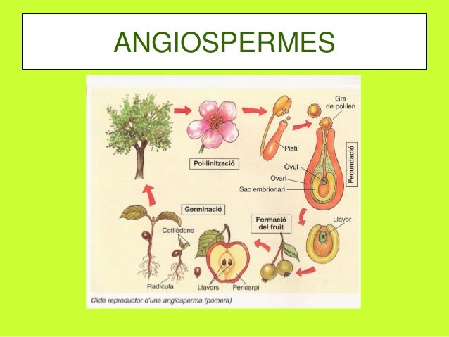 Resultado de imagen de plantes angiospermes