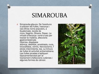 SIMAROUBA
O Simarouba glauca. De l'aceituno
  s'utilitzen les fulles, l'escorça i
  raíz.Otros noms populars, a
  Guatemala: Jocote de
  mico, Negrito, Olivera, Pasac. La
  infusió d'escorça i arrel s'usa per
  tractar la malària, afeccions
  gastrointestinals
  (diarrea, dispèpsia
  atónica, debilitat, amebiasis, cucs,
  tricocéfalos, vòmit), Nerviocismo, f
  ebres intermitents, tos. La tintura
  de fulles té activitat antiamebiana.
  Les fulles picades s'apliquen
  tópicamentenotal per al
  tractament d'afeccions cutànies i
  algunes formes de càncer.
 