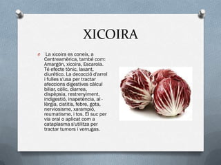 XICOIRA
O    La xicoira es coneix, a
    Centreamèrica, també com:
    Amargón, xicoira, Escarola.
    Té efecte tònic, laxant,
    diurético. La decocció d'arrel
    i fulles s'usa per tractar
    afeccions digestives càlcul
    biliar, còlic, diarrea,
    dispèpsia, restrenyiment,
    indigestió, inapetència, al ·
    lèrgia, cistitis, febre, gota,
    nerviosisme, xarampió,
    reumatisme, i tos. El suc per
    via oral o aplicat com a
    cataplasma s'utilitza per
    tractar tumors i verrugas.
 