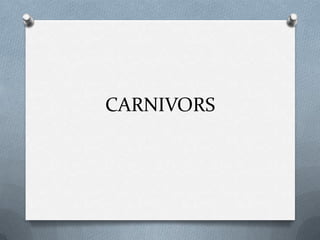 CARNIVORS
 