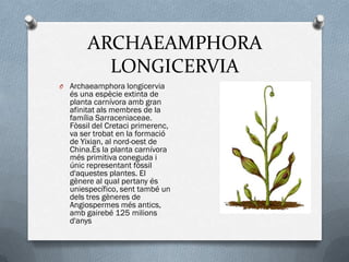 ARCHAEAMPHORA
         LONGICERVIA
O Archaeamphora longicervia
  és una espècie extinta de
  planta carnívora amb gran
  afinitat als membres de la
  família Sarraceniaceae.
  Fòssil del Cretaci primerenc,
  va ser trobat en la formació
  de Yixian, al nord-oest de
  China.És la planta carnívora
  més primitiva coneguda i
  únic representant fòssil
  d'aquestes plantes. El
  gènere al qual pertany és
  uniespecífico, sent també un
  dels tres gèneres de
  Angiospermes més antics,
  amb gairebé 125 milions
  d'anys
 