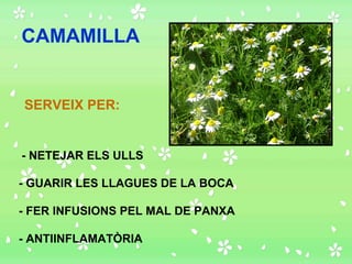 SERVEIX PER: CAMAMILLA - GUARIR LES LLAGUES DE LA BOCA - FER INFUSIONS PEL MAL DE PANXA - NETEJAR ELS ULLS - ANTIINFLAMATÒRIA 