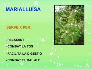 MARIALLUÏSA SERVEIX PER: - RELAXANT - COMBAT LA TOS - FACILITA LA DIGESTIÓ - COMBAT EL MAL ALÈ 