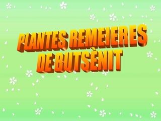 PLANTES REMEIERES DE BUTSÈNIT 
