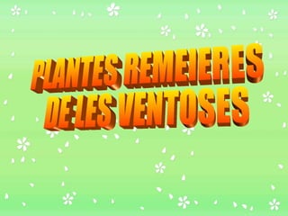 PLANTES REMEIERES DE LES VENTOSES 