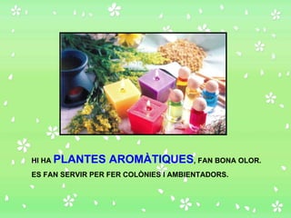 HI HA  PLANTES AROMÀTIQUES , FAN BONA OLOR. ES FAN SERVIR PER FER COLÒNIES I AMBIENTADORS. 