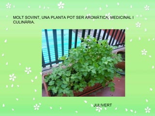 MOLT SOVINT, UNA PLANTA POT SER AROMÀTICA, MEDICINAL I CULINÀRIA. JULIVERT 