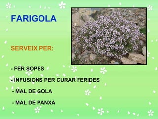FARIGOLA SERVEIX PER: - FER SOPES - INFUSIONS PER CURAR FERIDES - MAL DE GOLA - MAL DE PANXA 