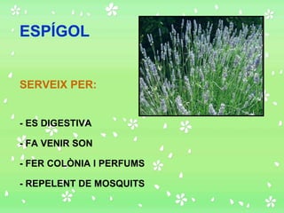 ESPÍGOL SERVEIX PER: - FER COLÒNIA I PERFUMS - FA VENIR SON - REPELENT DE MOSQUITS - ES DIGESTIVA 