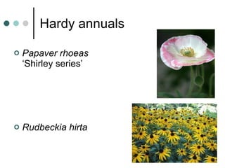 Hardy annuals Papaver rhoeas ‘Shirley series’ Rudbeckia hirta