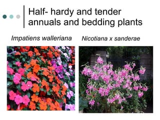 Half- hardy and tender annuals and bedding plants Impatiens walleriana Nicotiana x sanderae