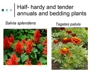 Half- hardy and tender annuals and bedding plants Salvia splendens Tagetes patula