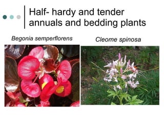 Half- hardy and tender annuals and bedding plants Begonia semperflorens Cleome spinosa