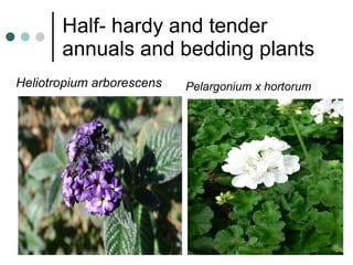 Half- hardy and tender annuals and bedding plants Heliotropium arborescens Pelargonium x hortorum