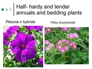 Half- hardy and tender annuals and bedding plants Petunia x hybrida Phlox drummondii