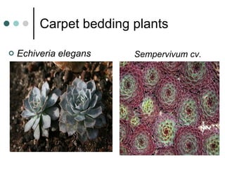 Carpet bedding plants Echiveria elegans Sempervivum cv.