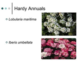 Hardy Annuals Lobularia maritima Iberis umbellata