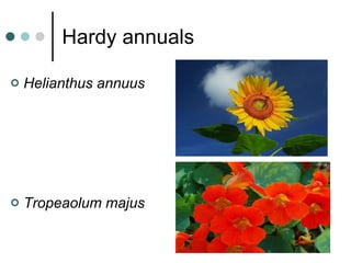 Hardy annuals Helianthus annuus Tropeaolum majus