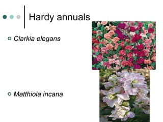 Hardy annuals Clarkia elegans Matthiola incana