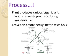 Process…!Plant produces various organic and inorganic waste products during metabolismo.Leaves also store heavy metals wich toxic.