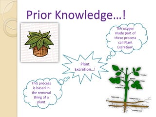 Prior Knowledge…!The oxygen made part of these process call Plant Excretion!Plant Excretion…!This process is based in the removal thing of a plant