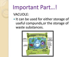 Important Part…!VACUOLE:It can be used for either storage of useful compunds,or the storage of waste substances.