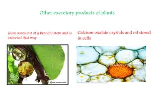 Other excretory products of plants
Gum oozes out of a branch/ stem and is
excreted that way
Calcium oxalate crystals and oil stored
in cells
 