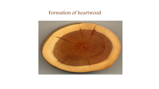 Formation of heartwood
 