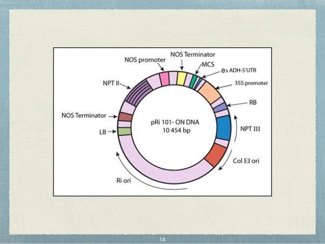 Plant expression vectors