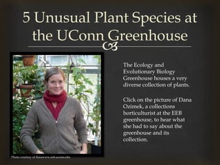 5 Unusual Plant Species at the UConn Greenhouse The Ecology and Evolutionary Biology Greenhouse houses a very diverse collection of plants. Click on the picture of Dana Ozimek, a collections horticulturist at the EEB greenhouse, to hear what she had to say about the greenhouse and its collection. Photo courtesy of florawww.eeb.uconn.edu 