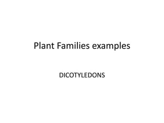 Plant Families examples
DICOTYLEDONS
 
