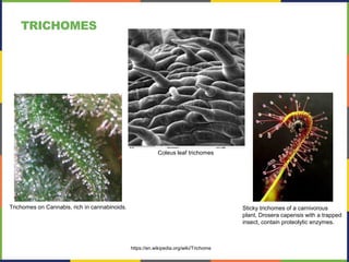 TRICHOMES
https://www.pinterest.com/pin/345580971399450495/
Sticky trichomes of a carnivorous
plant, Drosera capensis with a trapped
insect, contain proteolytic enzymes.
Trichomes on Cannabis, rich in cannabinoids.
https://en.wikipedia.org/wiki/Trichome
Coleus leaf trichomes
 