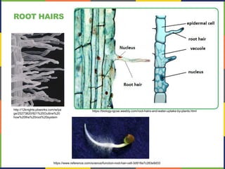 ROOT HAIRS
http://12knights.pbworks.com/w/pa
ge/25273820/921%20Outline%20
how%20the%20root%20system
https://biology-igcse.weebly.com/root-hairs-and-water-uptake-by-plants.html
https://www.reference.com/science/function-root-hair-cell-3d918a7c283e9d33
 