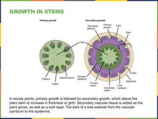 In woody plants, primary growth is followed by secondary growth, which allows the
plant stem to increase in thickness or girth. Secondary vascular tissue is added as the
plant grows, as well as a cork layer. The bark of a tree extends from the vascular
cambium to the epidermis.
GROWTH IN STEMS
 