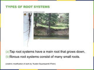 (a)Tap root systems have a main root that grows down,
(b)fibrous root systems consist of many small roots.
(credit b: modification of work by “Austen Squarepants”/Flickr)
TYPES OF ROOT SYSTEMS
 