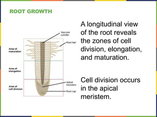 A longitudinal view
of the root reveals
the zones of cell
division, elongation,
and maturation.
Cell division occurs
in the apical
meristem.
ROOT GROWTH
 