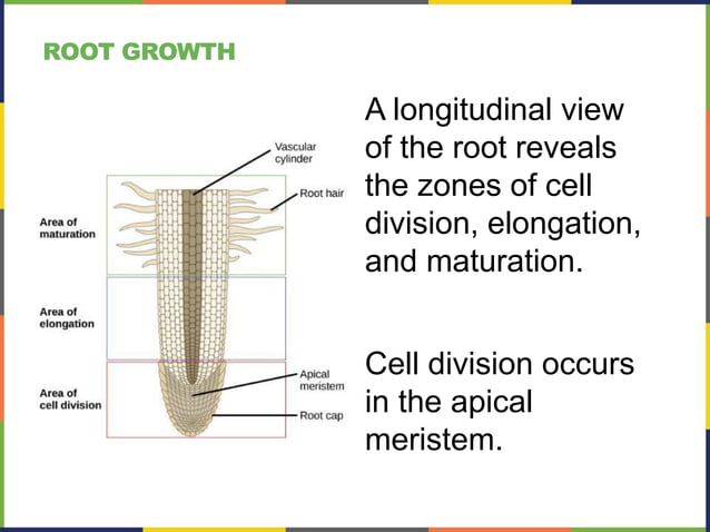 Plant Form and Physiology.pdf | Gardening | Home & Garden