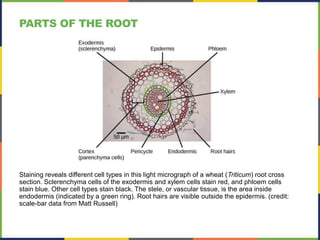 Staining reveals different cell types in this light micrograph of a wheat (Triticum) root cross
section. Sclerenchyma cells of the exodermis and xylem cells stain red, and phloem cells
stain blue. Other cell types stain black. The stele, or vascular tissue, is the area inside
endodermis (indicated by a green ring). Root hairs are visible outside the epidermis. (credit:
scale-bar data from Matt Russell)
PARTS OF THE ROOT
 